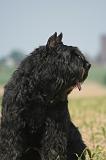 BOUVIER DES FLANDRES 519